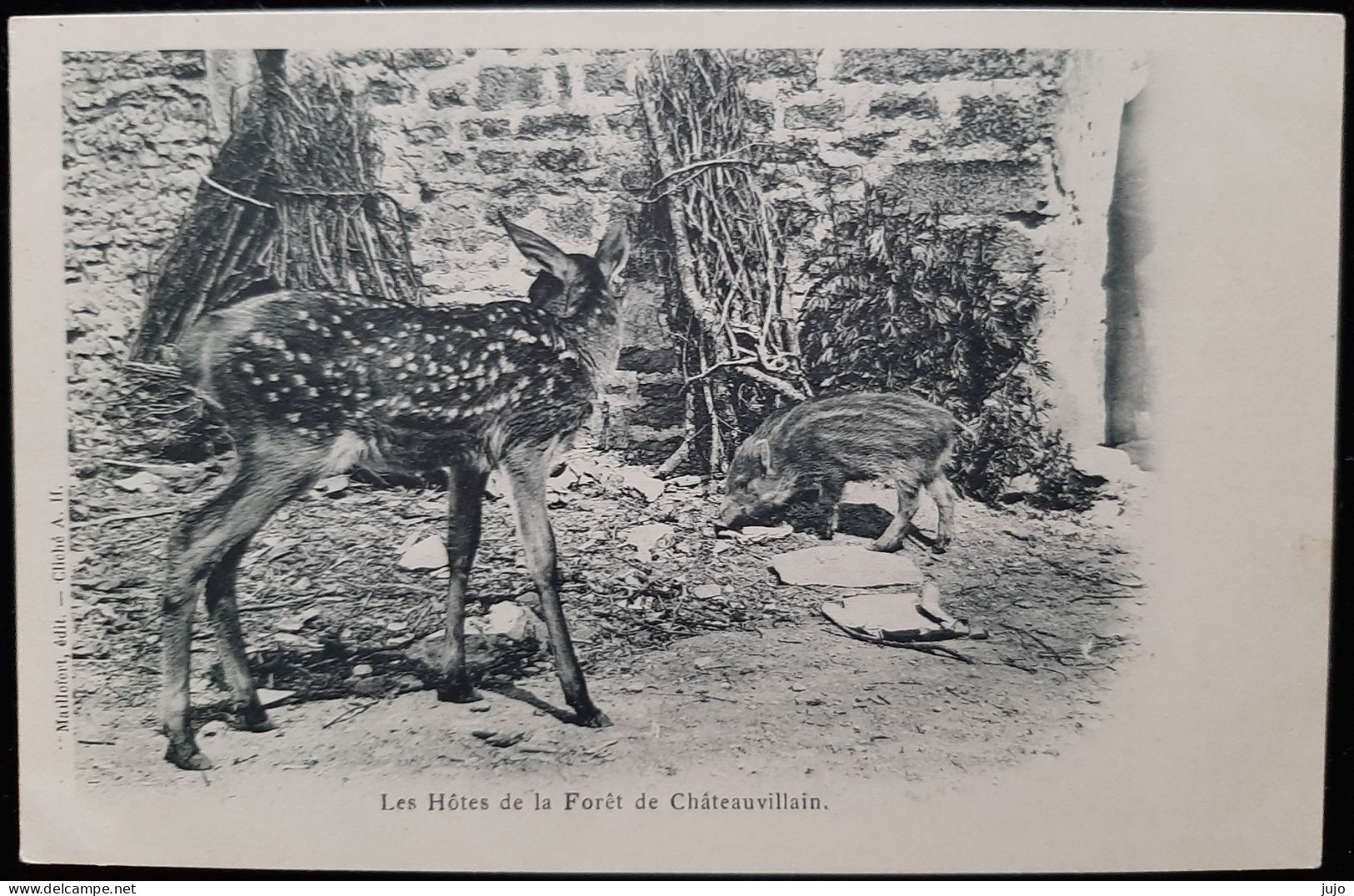 52 - Les Hotes De La Foret De Chateauvillain (Faon - Marcassin ) - Chateauvillain