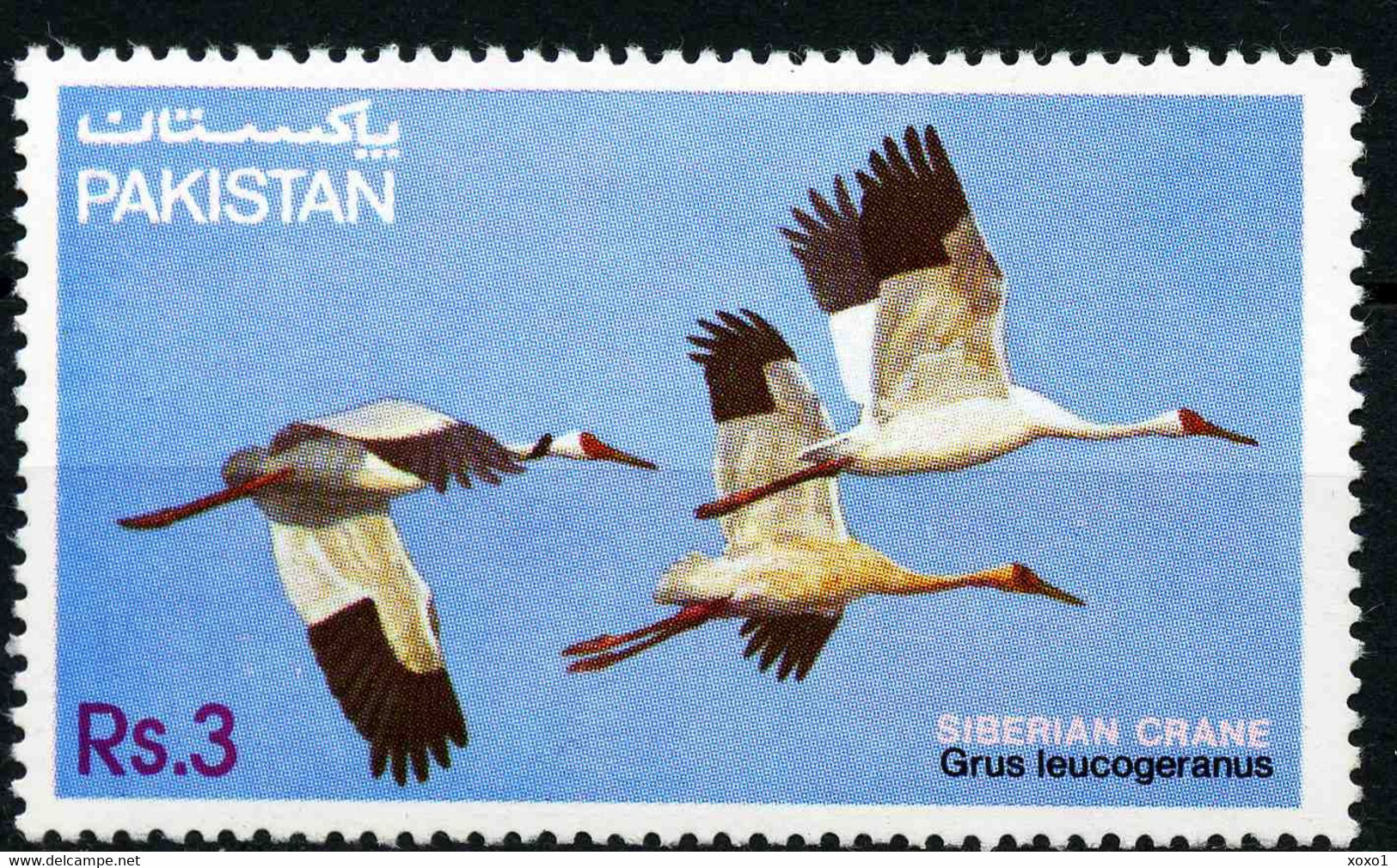 Pakistan 1983 MiNr. 593 Fauna (VIII). Birds Vogel Siberian Crane 1v MNH** 6,00 € - Kraanvogels En Kraanvogelachtigen