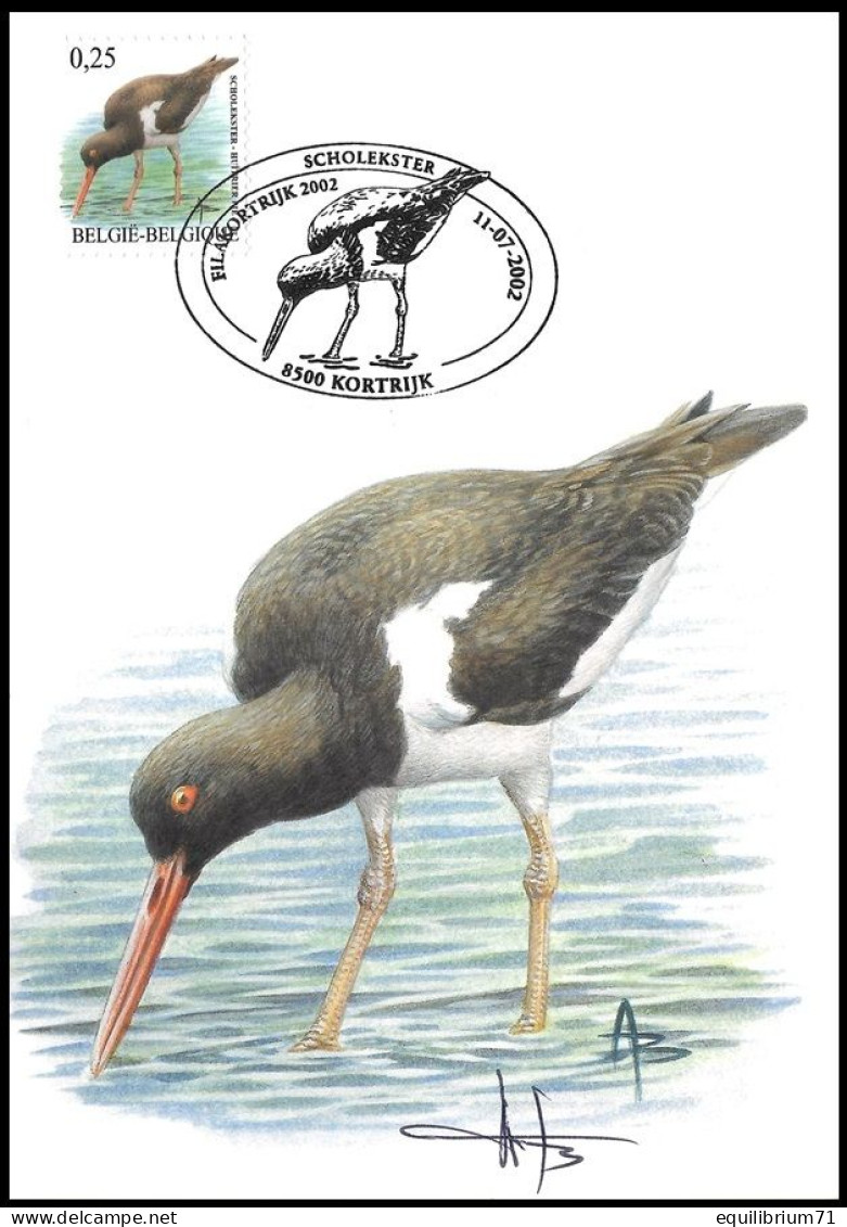 CM/MK° - Huîtrier Pie / Scholekster - Kortrijk - 11-07-2002 - Tirage Clair/lichte Kleur Druk - BUZIN - SIGNÉ/GETEKEND - Storks & Long-legged Wading Birds