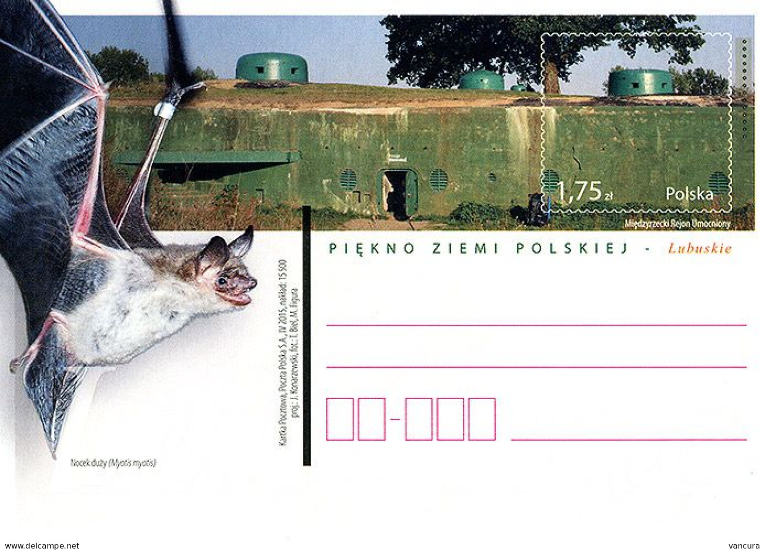 Cp 1709 Poland Bat Myotis Myotis 2015 - Chauve-souris