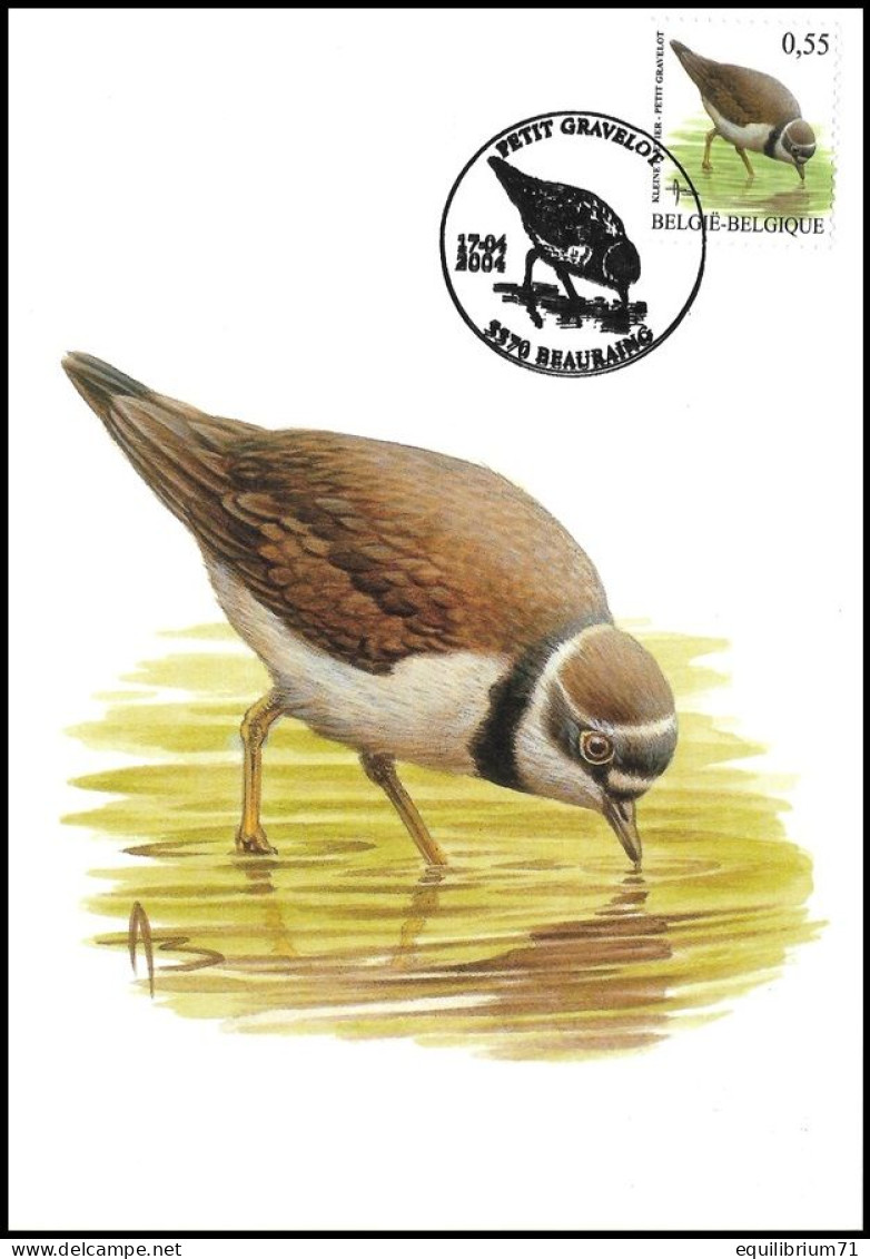 CM/MK° - Petit Gravelot / Kleine Plevier / Kleiner Regenpfeifer - Beauraing - 17-04-2004 - BUZIN - Storks & Long-legged Wading Birds