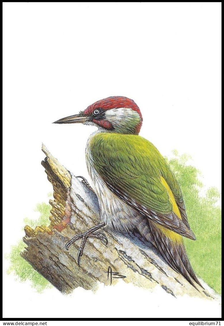 CM/MK Blanco** - 2778 - Pic Vert / Groene Specht / Specht / Woodpecker / Picus Viridis - BUZIN - Climbing Birds