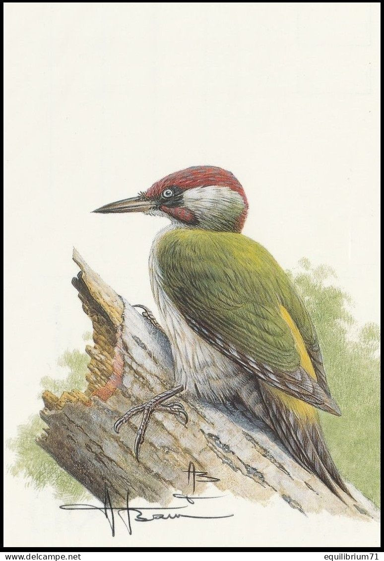 CM/MK Blanco** - Pic Vert / Groene Specht / Specht / Woodpecker / Picus Viridis - BUZIN - SIGNÉ/GETEKEND - Spechten En Klimvogels