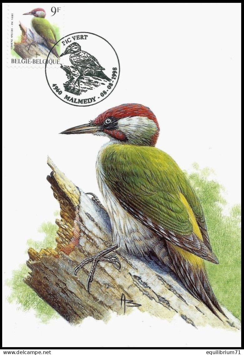 CM/MK° - Pic Vert / Groene Specht / Specht / Woodpecker / Picus Viridis - Malmedy - 08-08-1998 - BUZIN - Pics & Grimpeurs