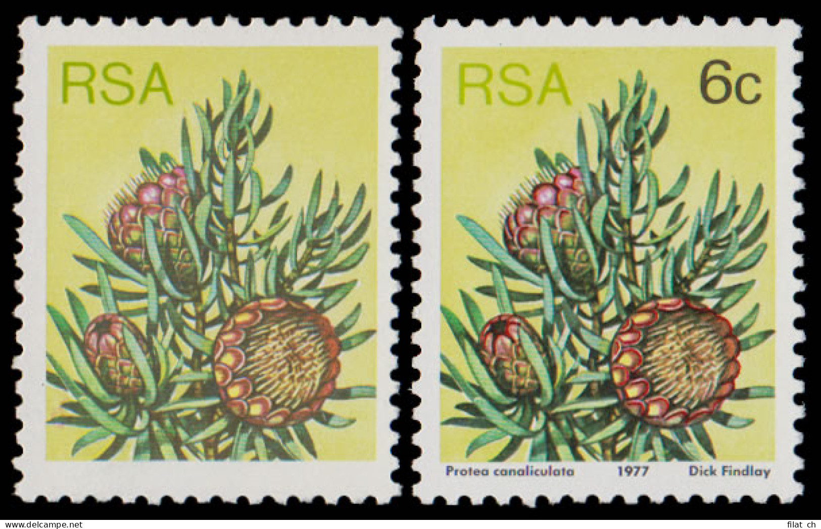 South Africa 1977 6c Protea Black (Value & Text) Omitted UM  - Unclassified