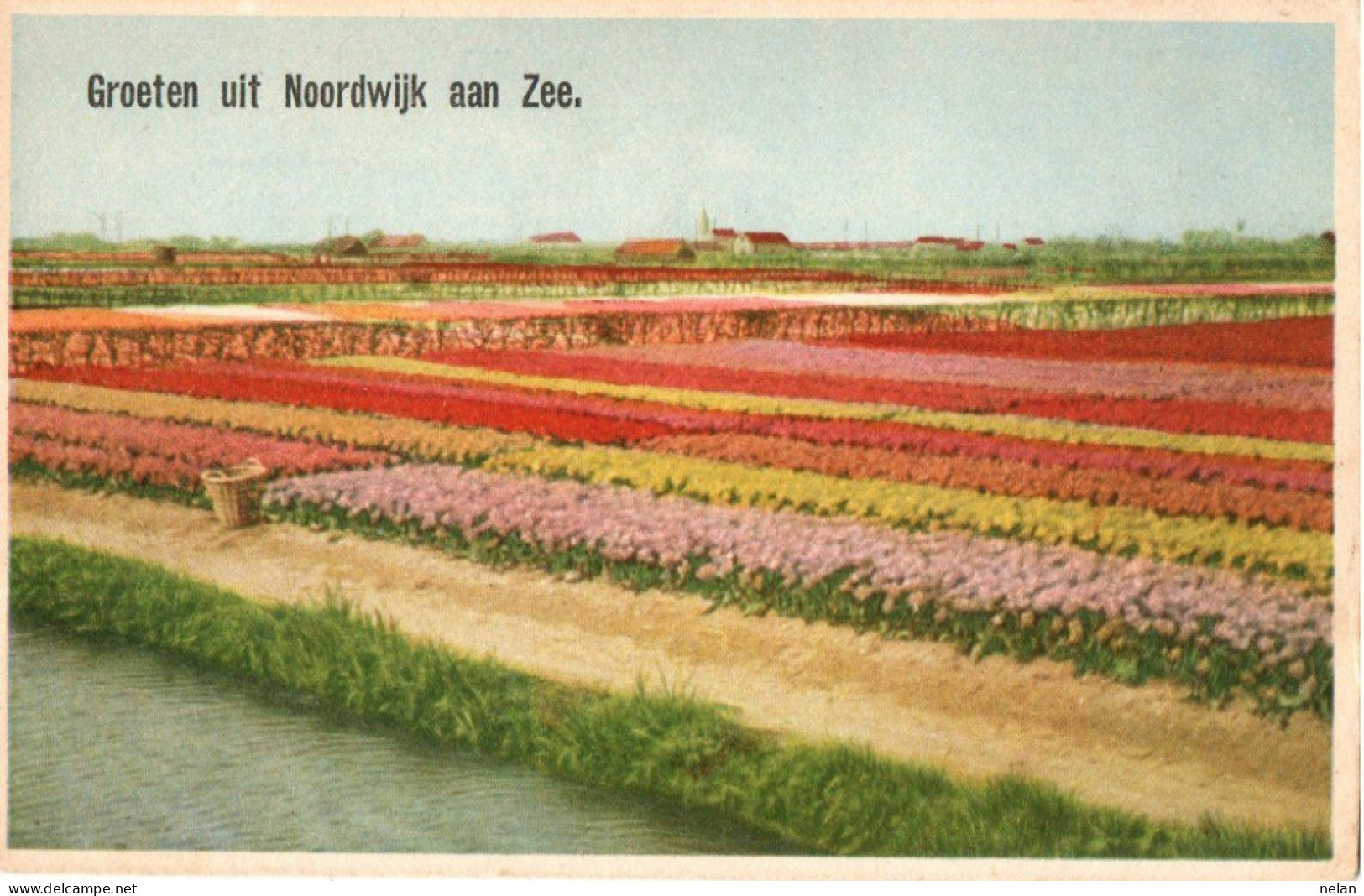 GROETEN UIT NOORDWIJK AAN ZEE  - F.P. - Noordwijk (aan Zee)