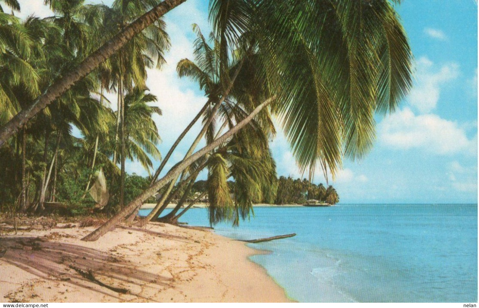 COCONUT PALMS ON A WEST COAST BEACH - BARBADOS , WEST INDIES - F.P. - Barbades