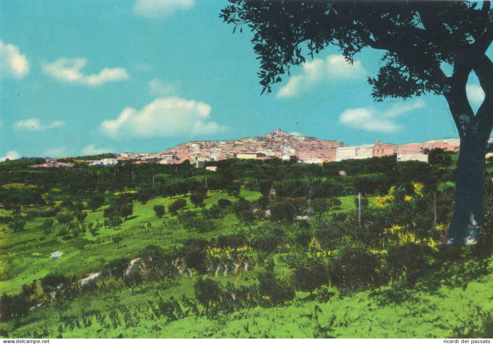 Cartolina Grassano ( Matera ) - Panorama - Matera