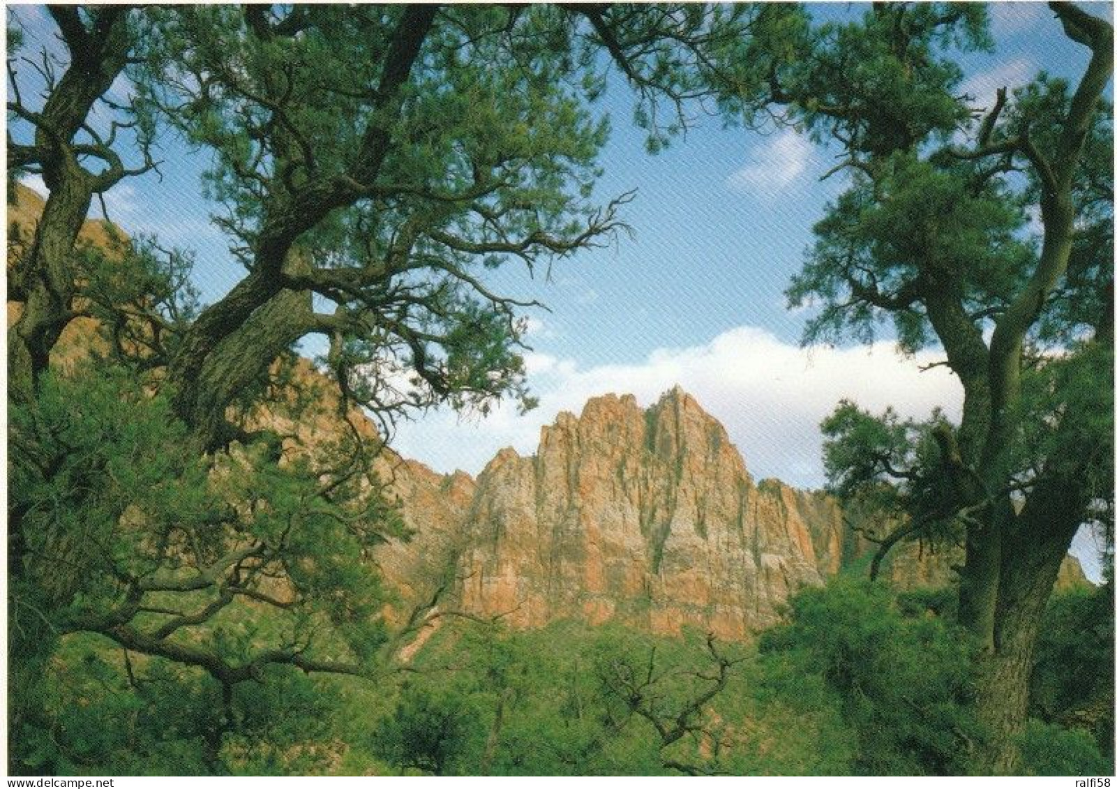 1 AK USA / Utah * Zion National Park - 100 Jahre Alte Baumwollbäume Und 160 Millionen Jahre Altem Sandsteinformationen * - Zion