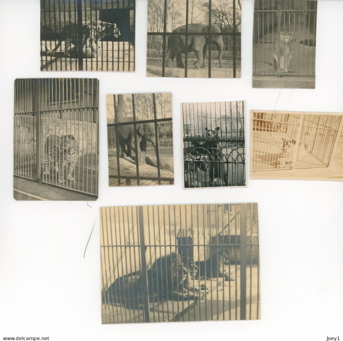 8 Petites Photos D Animaux En Cage Au Zoo, Années 30 - Andere & Zonder Classificatie