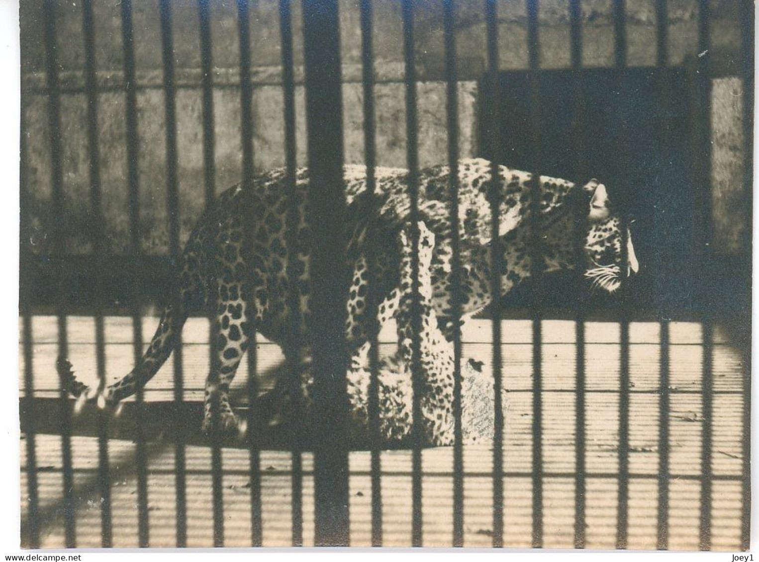 8 Petites Photos D Animaux En Cage Au Zoo, Années 30 - Sonstige & Ohne Zuordnung