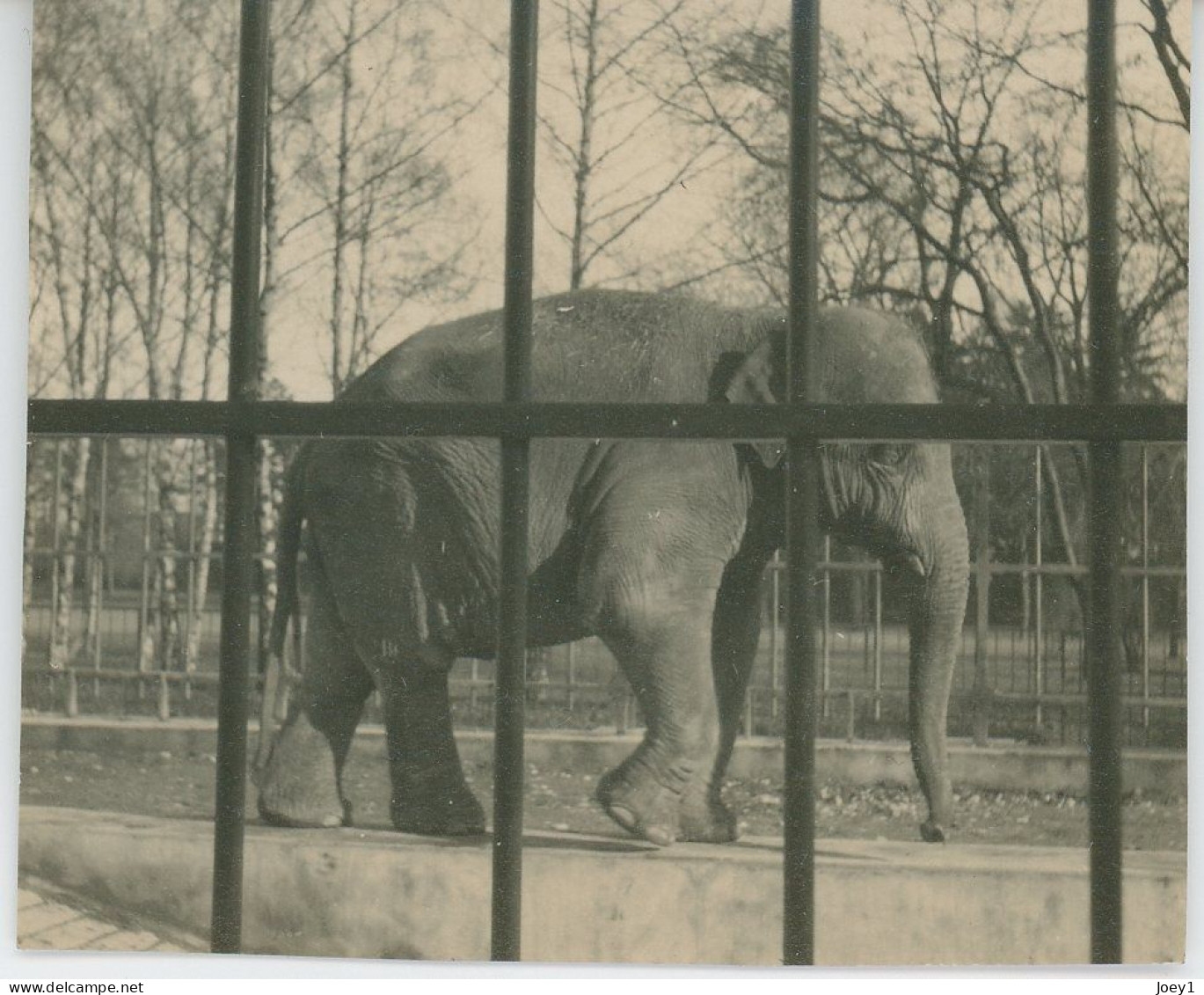 8 Petites Photos D Animaux En Cage Au Zoo, Années 30 - Andere & Zonder Classificatie