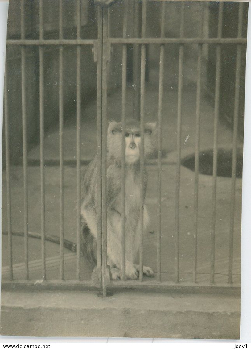 8 Petites Photos D Animaux En Cage Au Zoo, Années 30 - Andere & Zonder Classificatie