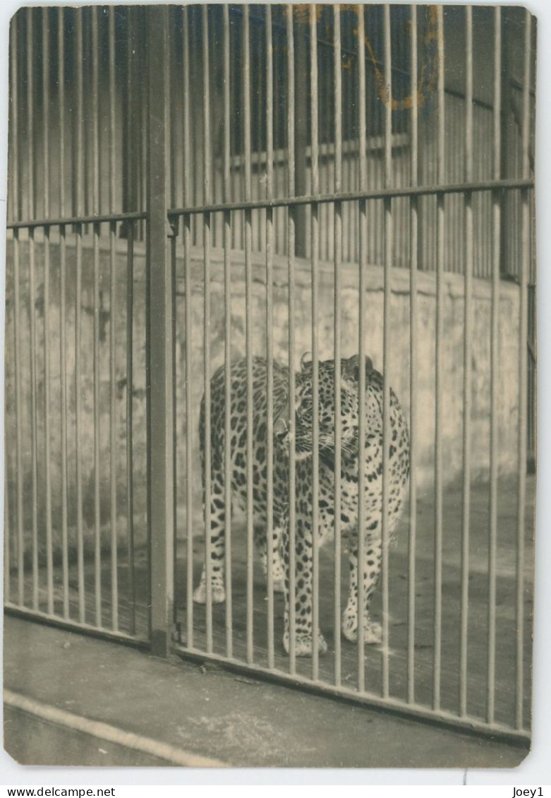 8 Petites Photos D Animaux En Cage Au Zoo, Années 30 - Andere & Zonder Classificatie