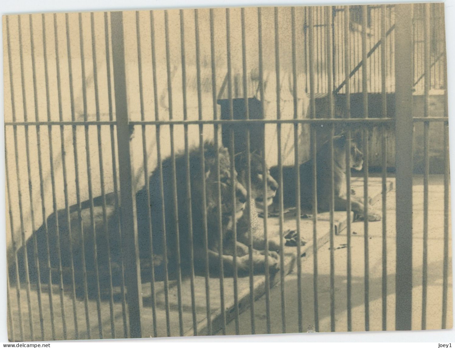 8 petites photos d animaux en cage au zoo, années 30