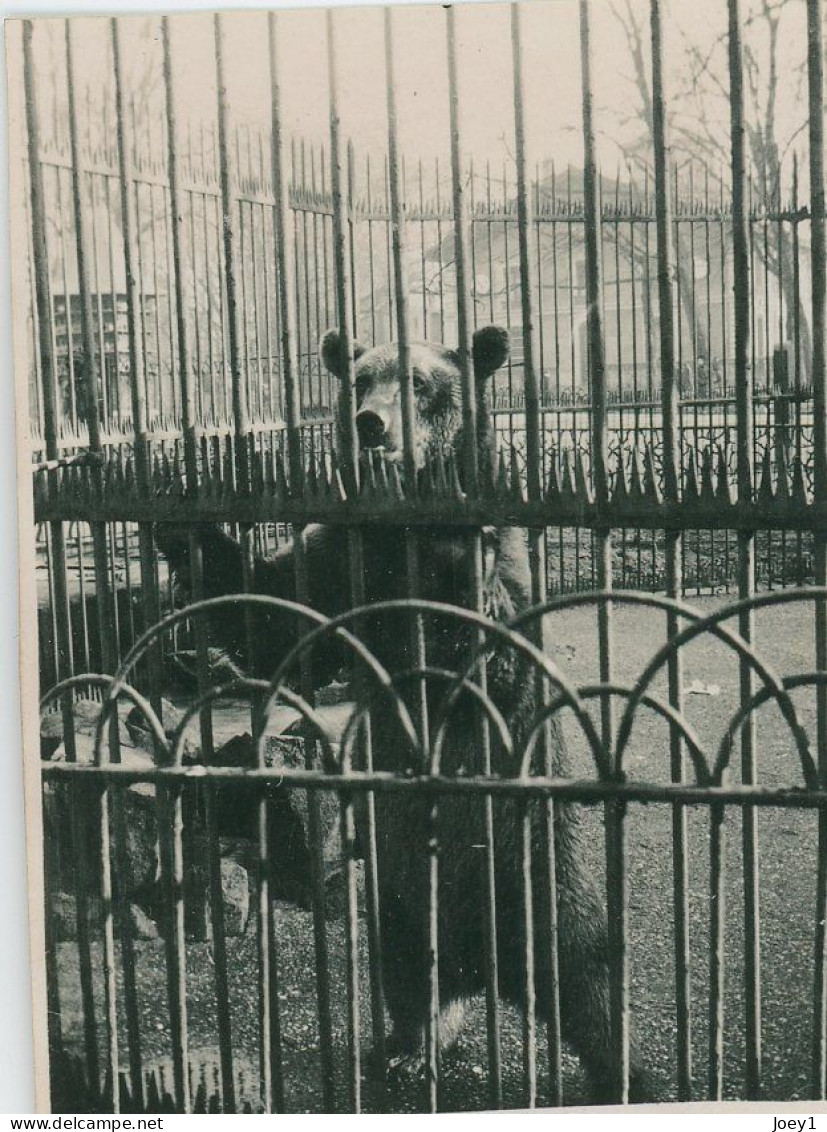 8 petites photos d animaux en cage au zoo, années 30