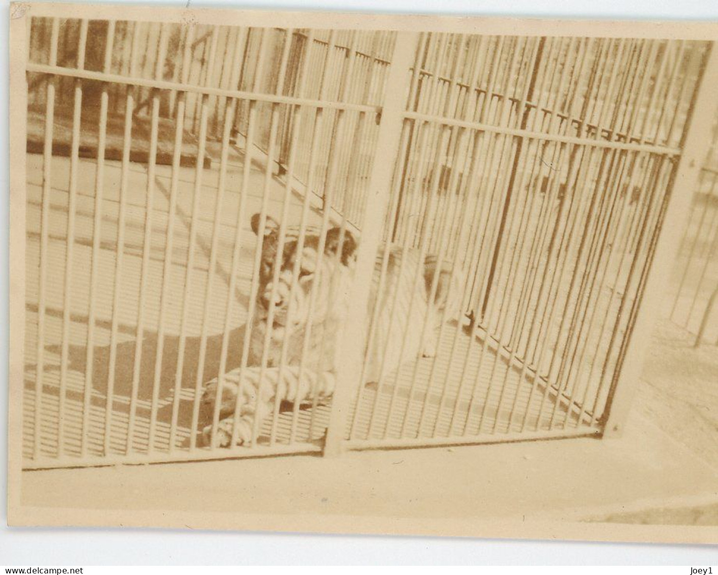 8 petites photos d animaux en cage au zoo, années 30