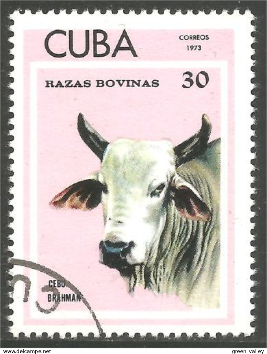 AF-187 Cuba Vache Cow Kuh Koe Mucca Vacca Vaca - Koeien