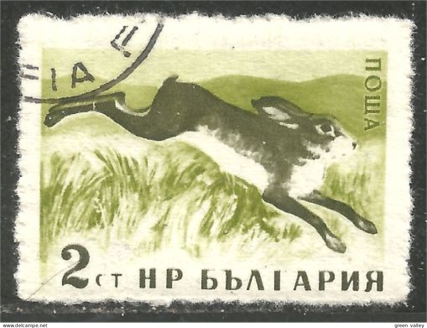AF-185 Bulgarie Lapin Lièvre Rabbit Hare Hase Kaninchen Coelho Conejo Coniglio Konijn - Lapins