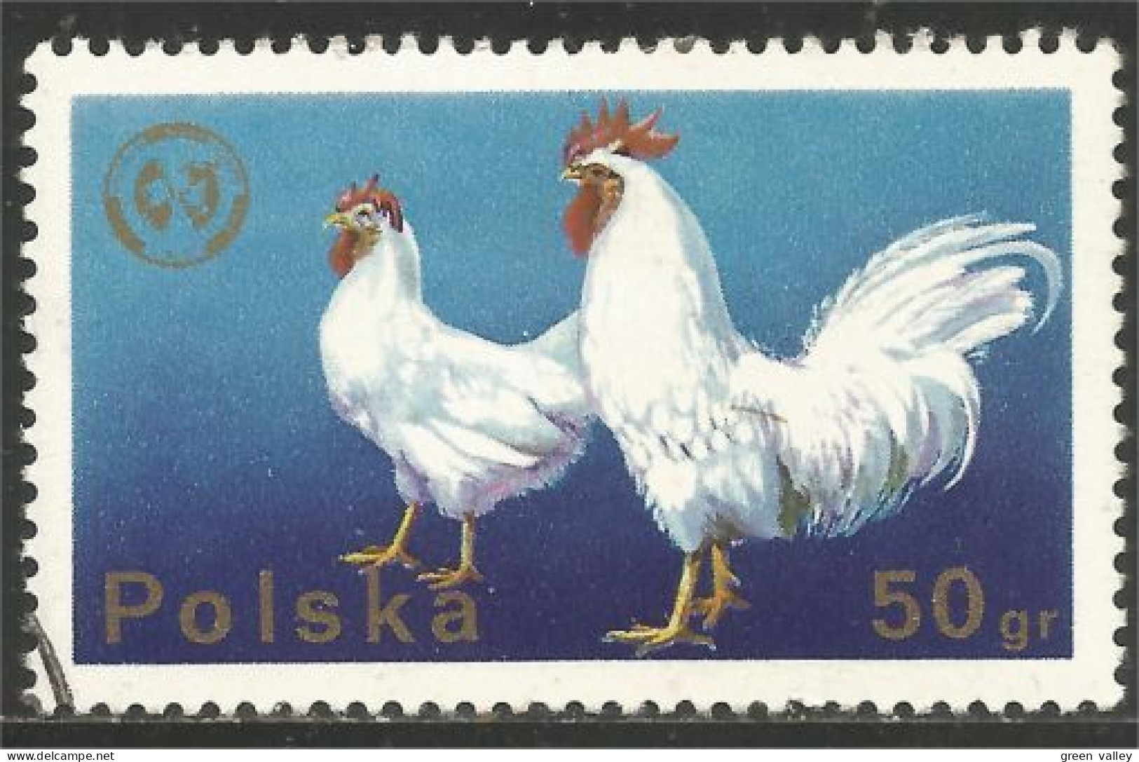 AF-13 Poland Coq Rooster Hahn Haan Gallo Poule Hen Huhn - Gallináceos & Faisanes