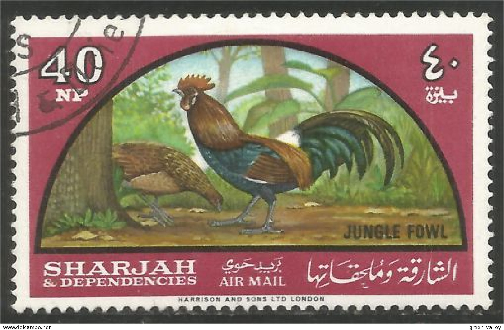 AF-14 Sharjah Coq Rooster Hahn Haan Gallo Poule Hen Huhn - Gallinacées & Faisans