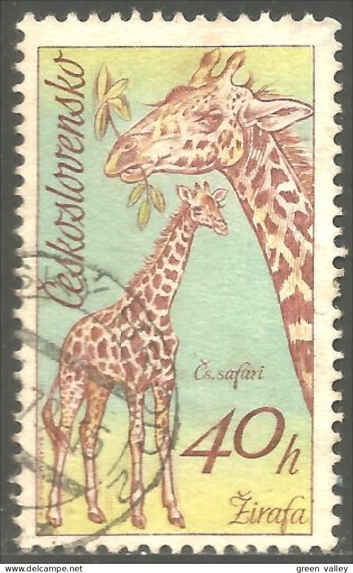 AS-10 Ceskoslovenko Girafe Giraffe Giraffa Jirafa - Giraffes