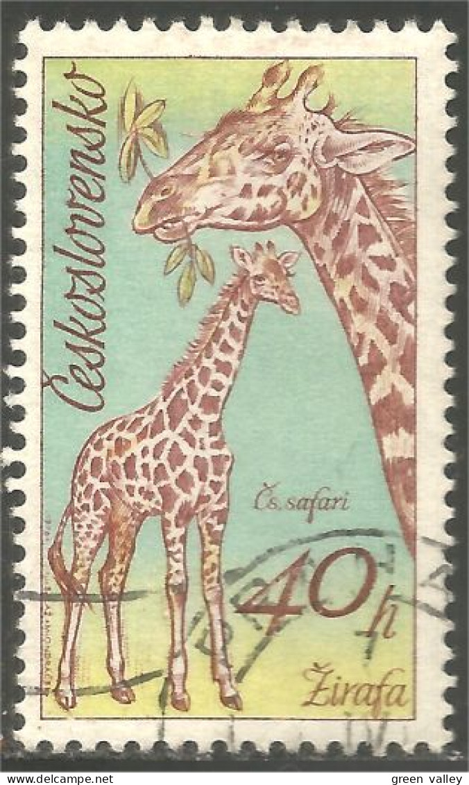 AS-9 Ceskoslovenko Girafe Giraffe Giraffa Jirafa - Giraffes