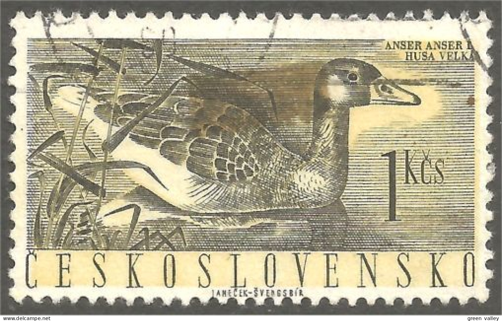 OI-1 Ceskoslovenko Oie Goose Geese Gans Oca Ganso - Gänsevögel