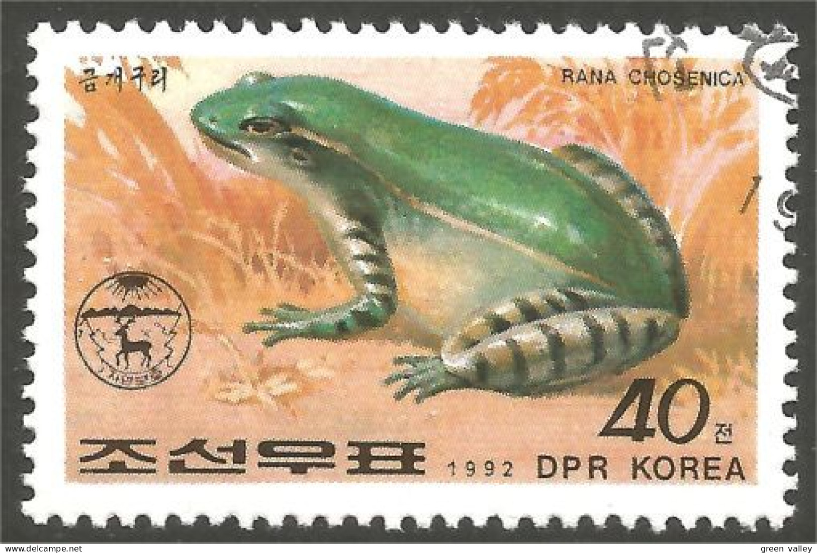 RP-8 Corée Grenouille Frog Rana Kikker Frosch - Kikkers