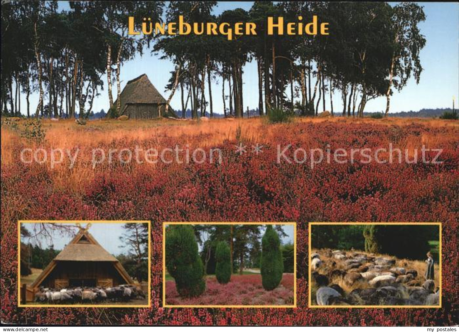 72433395 Lueneburger Heide Schaefer  Lueneburger Heide - Walsrode