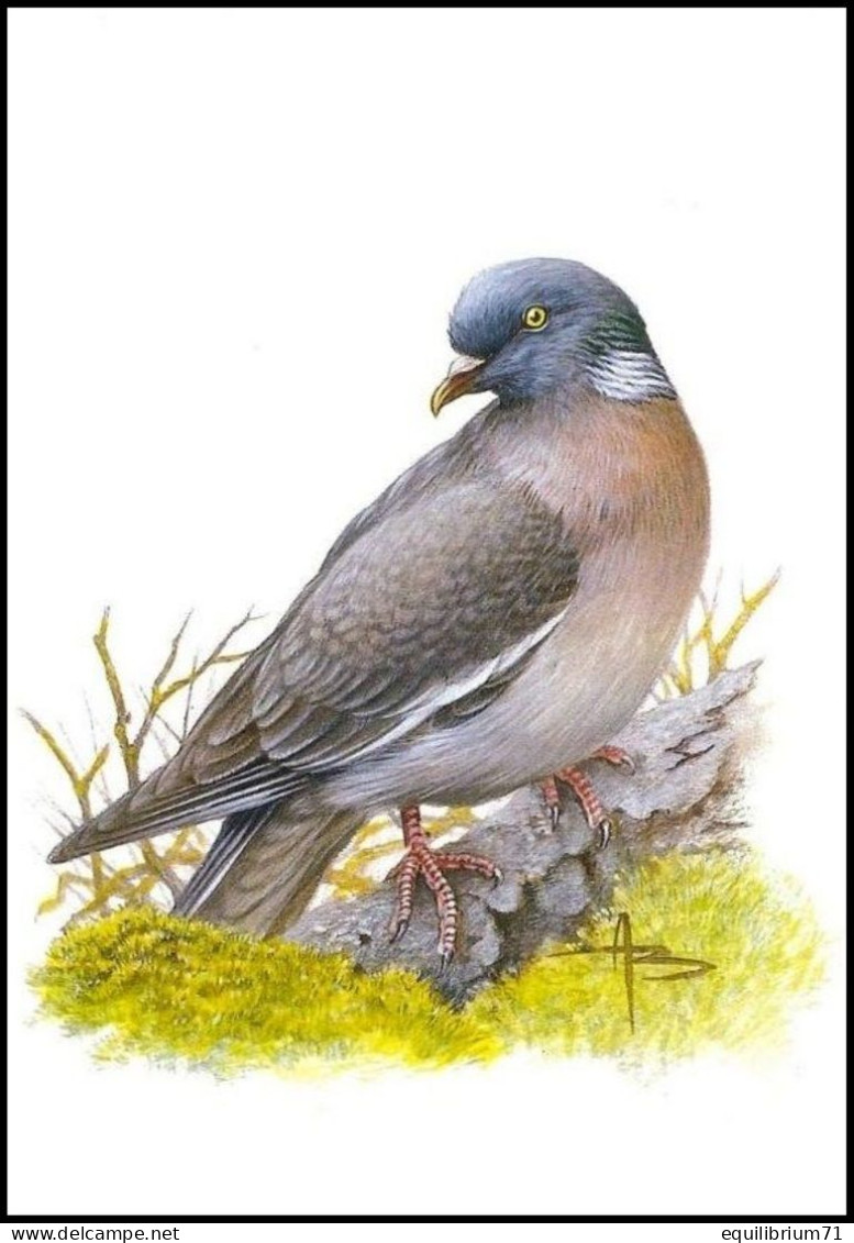 CM/MK Blanco** - Pigeon Ramier / Houtduif / Holztaube / Wood Pigeon / Columba Palumbus - BUZIN - Pigeons & Columbiformes
