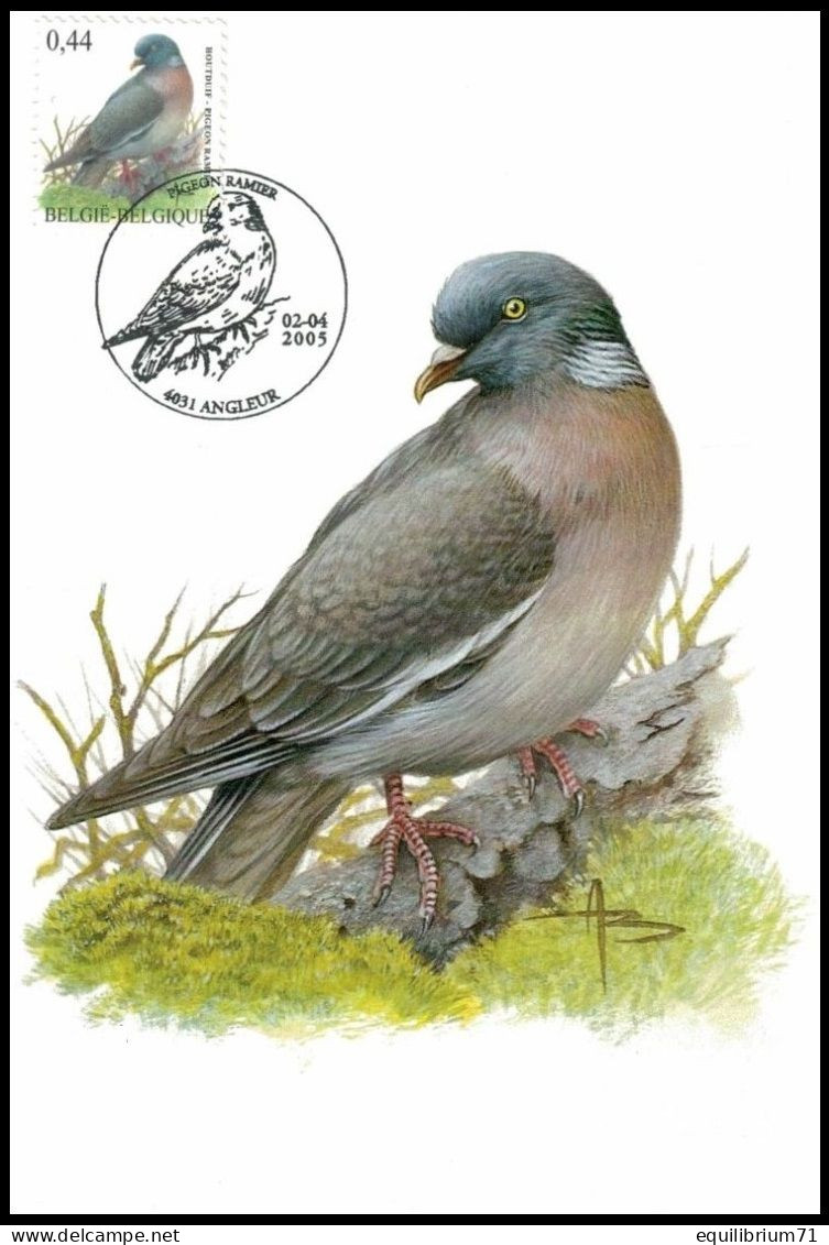 CM/MK° - Pigeon Ramier / Houtduif / Holztaube / Wood Pigeon / Columba Palumbus - Angleur - 02-04-2005 - BUZIN - Palomas, Tórtolas