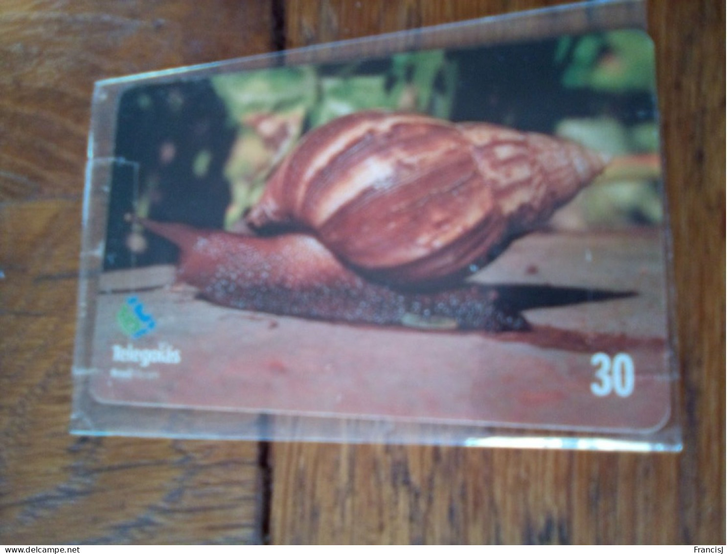 Escargot Escargots Caracol Brasil - Andere & Zonder Classificatie