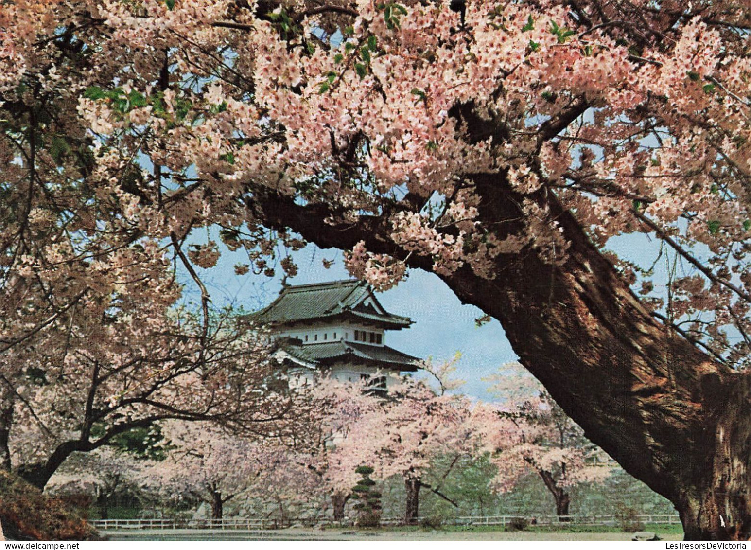 JAPON - Castle (Aomori Pref) - La Pleine Floraison De Hirosaki Château - Carte Postale - Autres & Non Classés