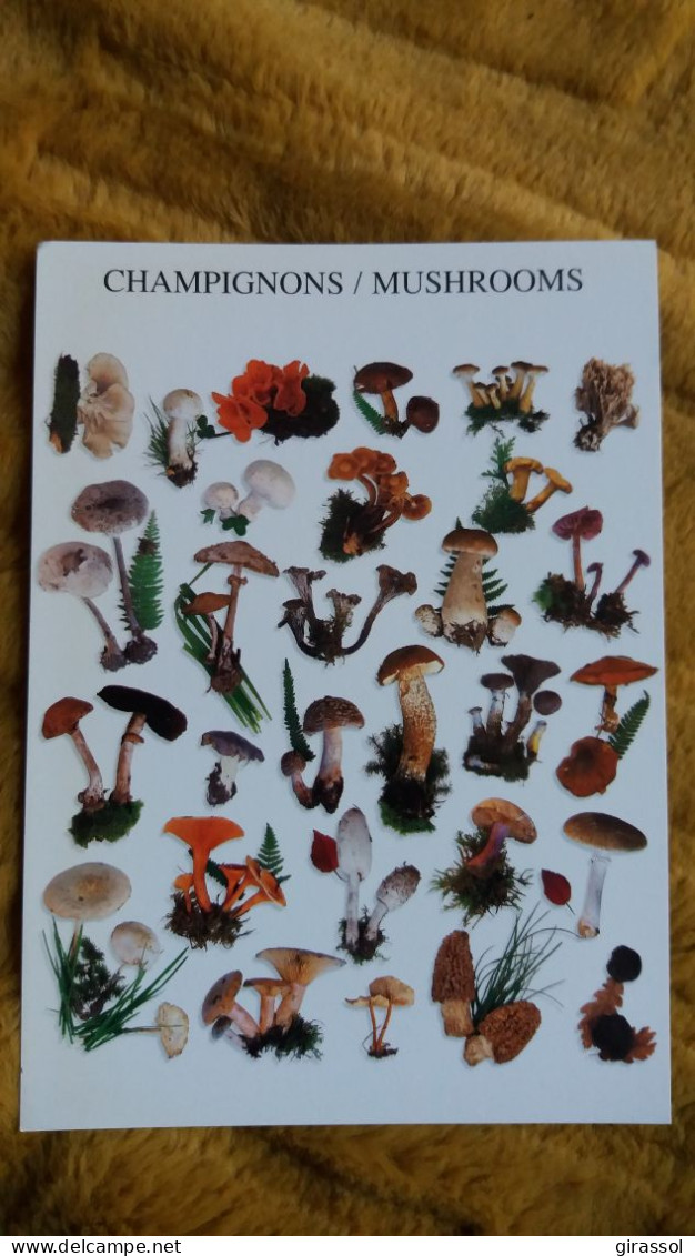 CPM DIFFERENTES VARIETES DE CHAMPIGNONS MUSHROOMS PILZE FUNGHI  HOUDOU  NOUVELLES IMAGES 1996 1997 - Mushrooms