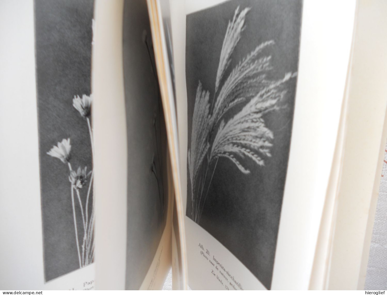SIERPLANTEN VOOR HUIS EN TUIN Door Henriette Schilthuis  1924 Meulenhoff / Kamerplanten Planten Bloemen - Vita Quotidiana