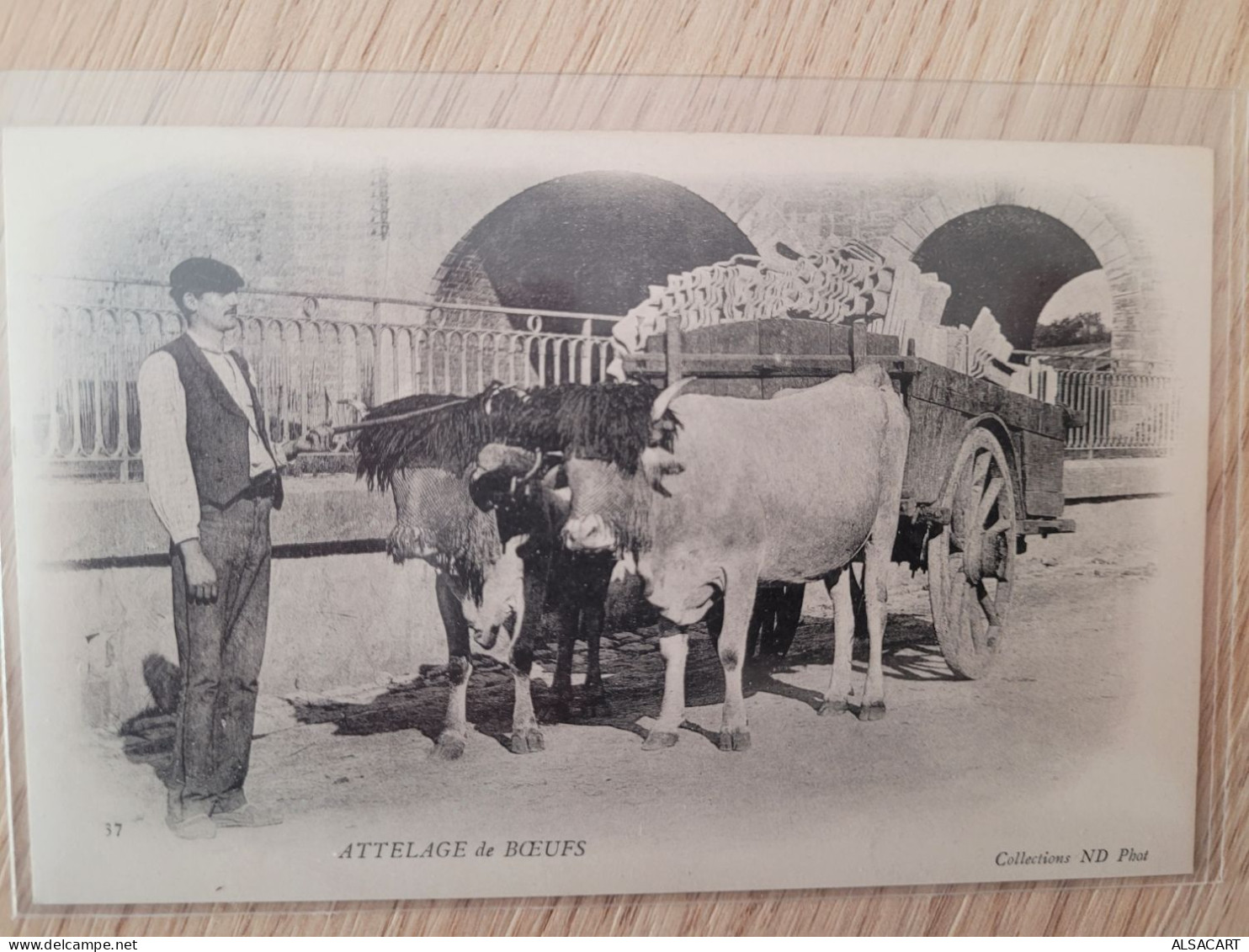 Attelage De Boeufs - Teams