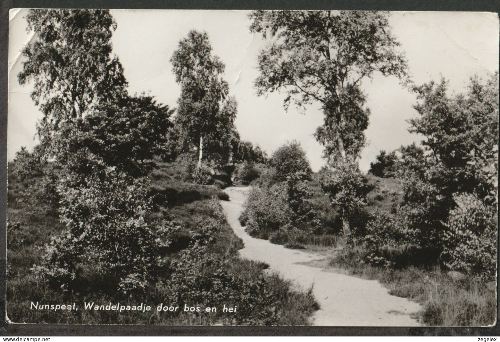 Nunspeet - Wandelpaadje Door Bos En Hei - Nunspeet