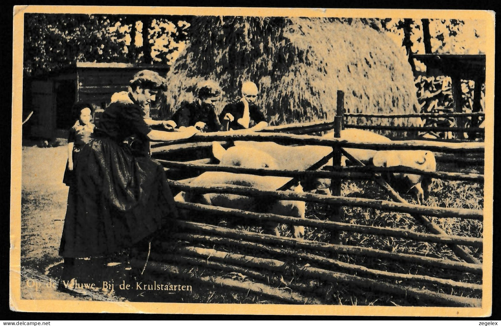 Op De Veluwe Bij De Krulstaarten - Varkens - Boerderij - Farm 1951 - Ede