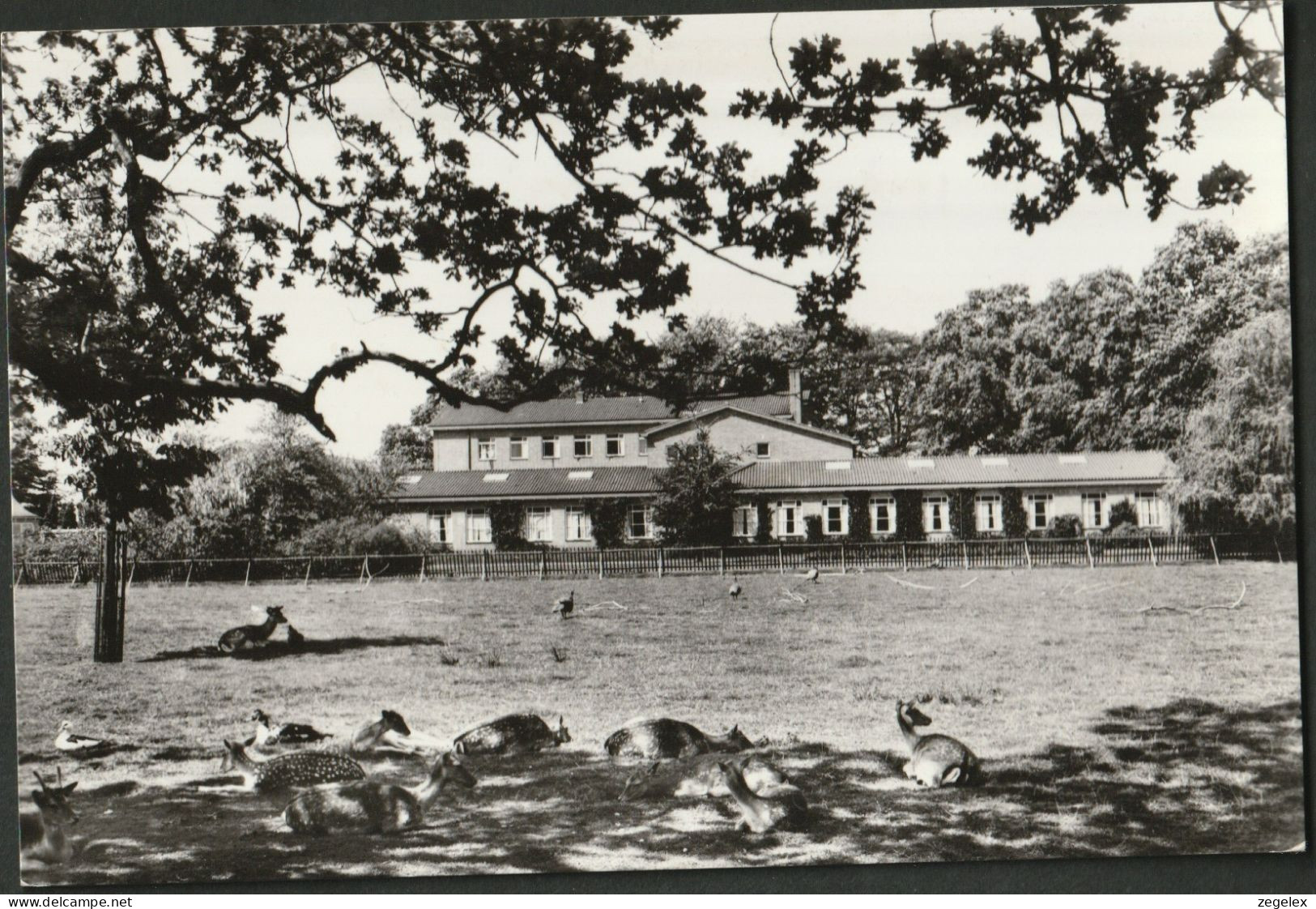 Ermelo. Ziekenhuis "Veldwijk" - Zonneweide Met Hertenkamp - Ermelo