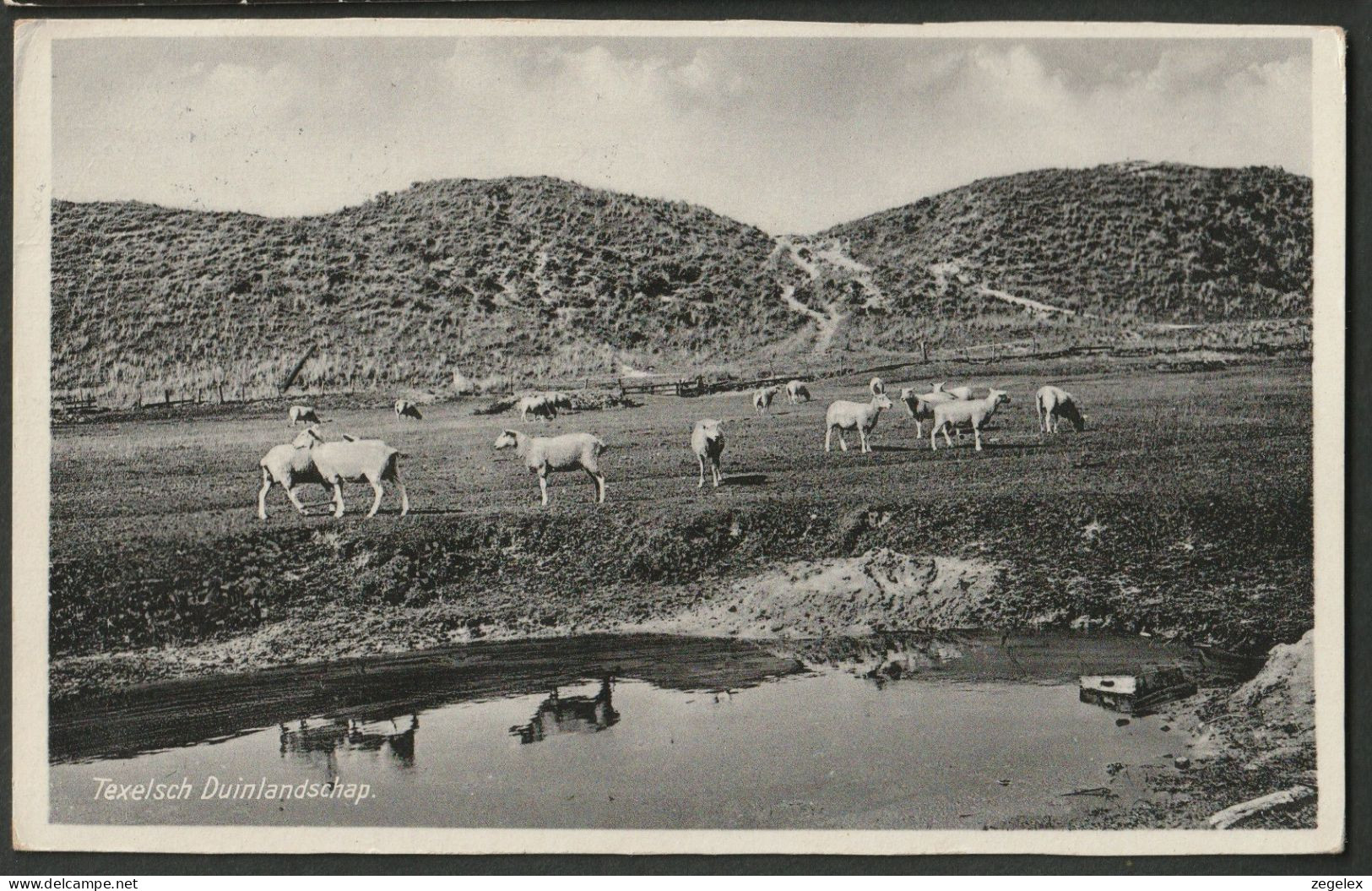 Texel - Duinlandschap Met Schapen - Texel