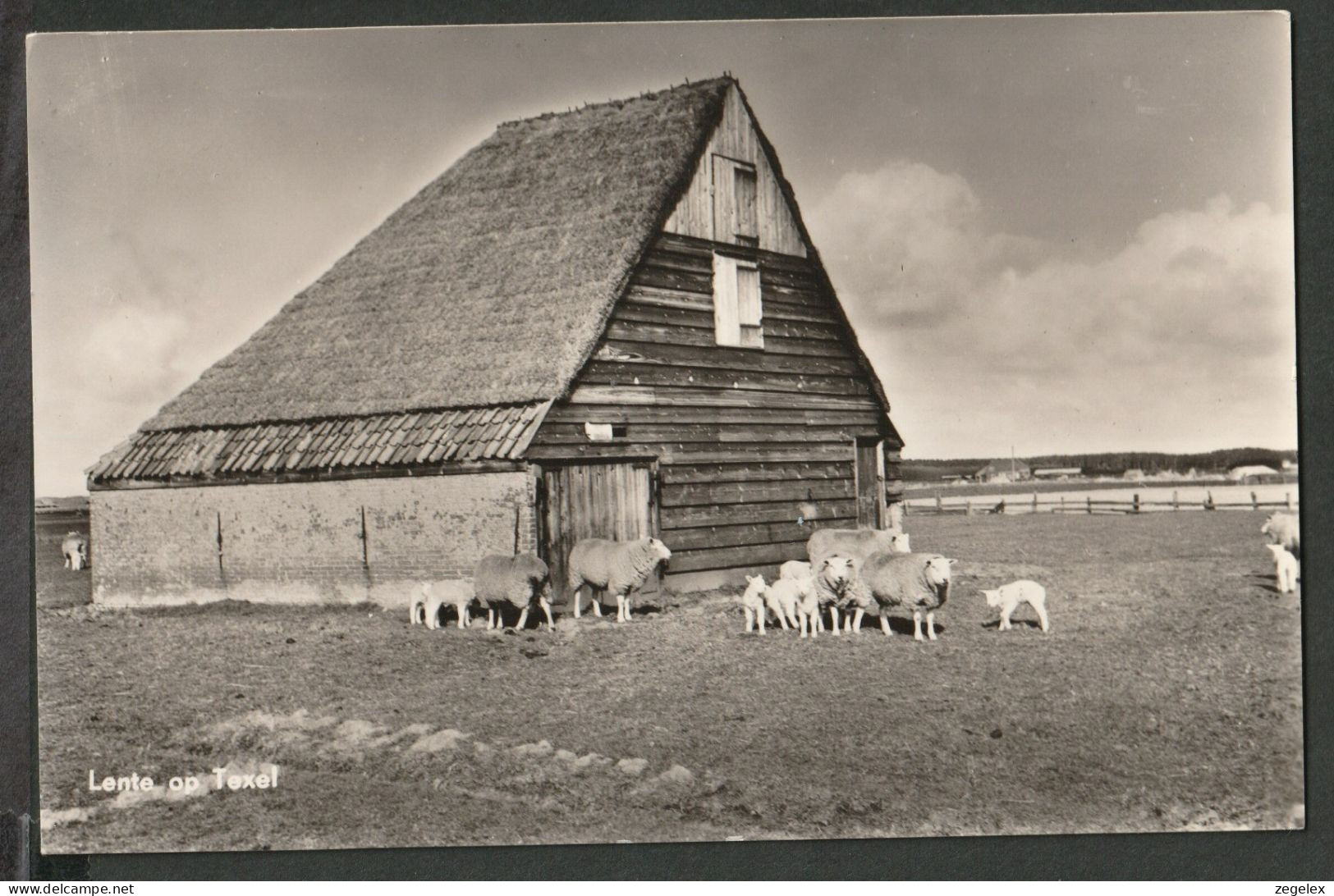 Texel - Schaapskooi Met Schapen - Texel