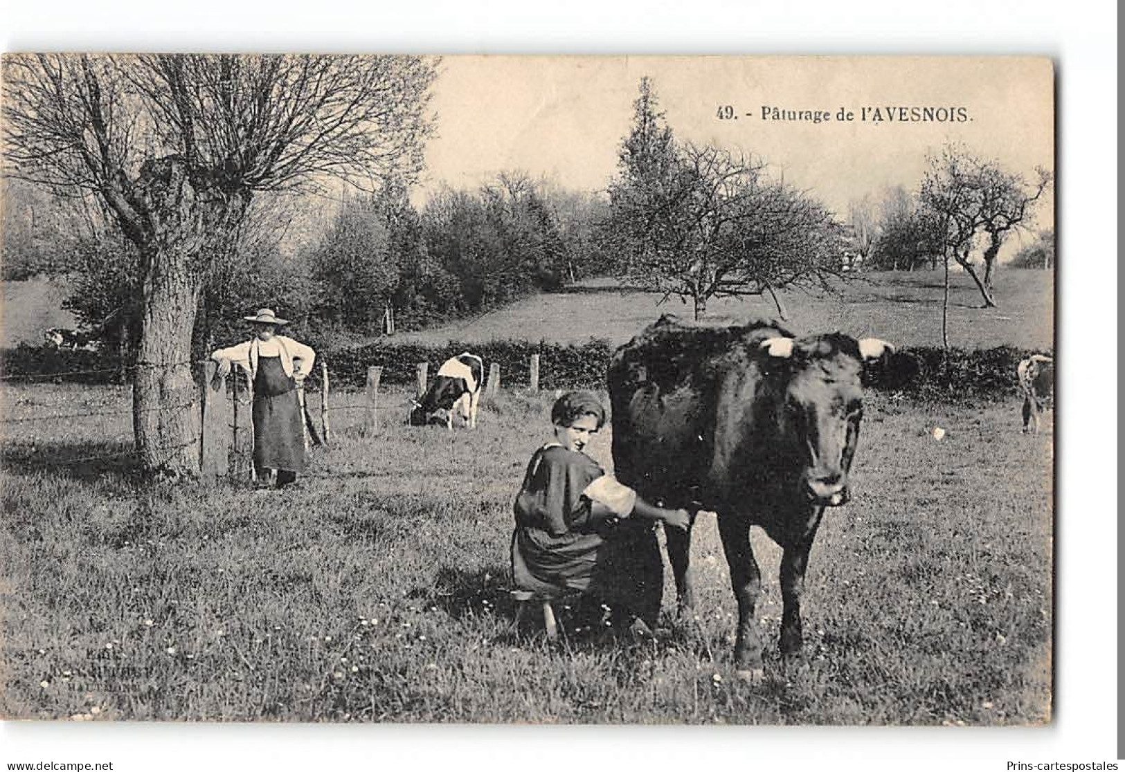 CPA 59 Paturage Dans L'Avesnois - Avesnes Sur Helpe