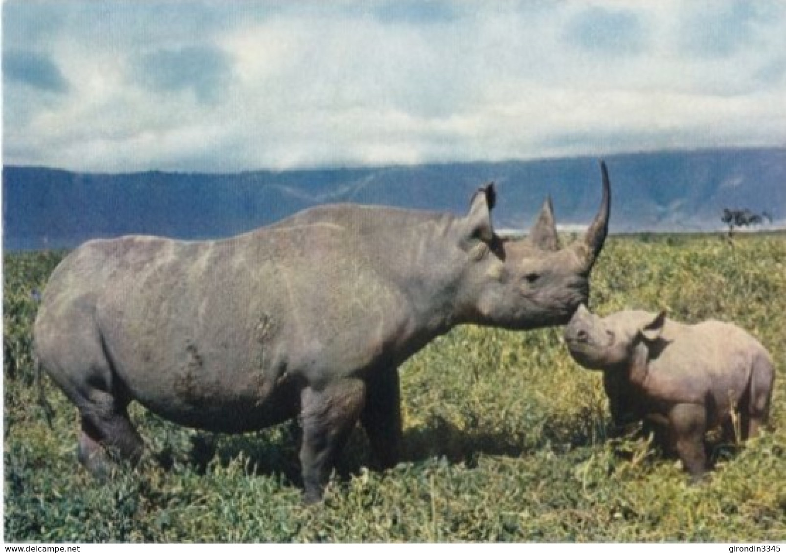 RHINOCEROS Faune Africaine - Rhinocéros