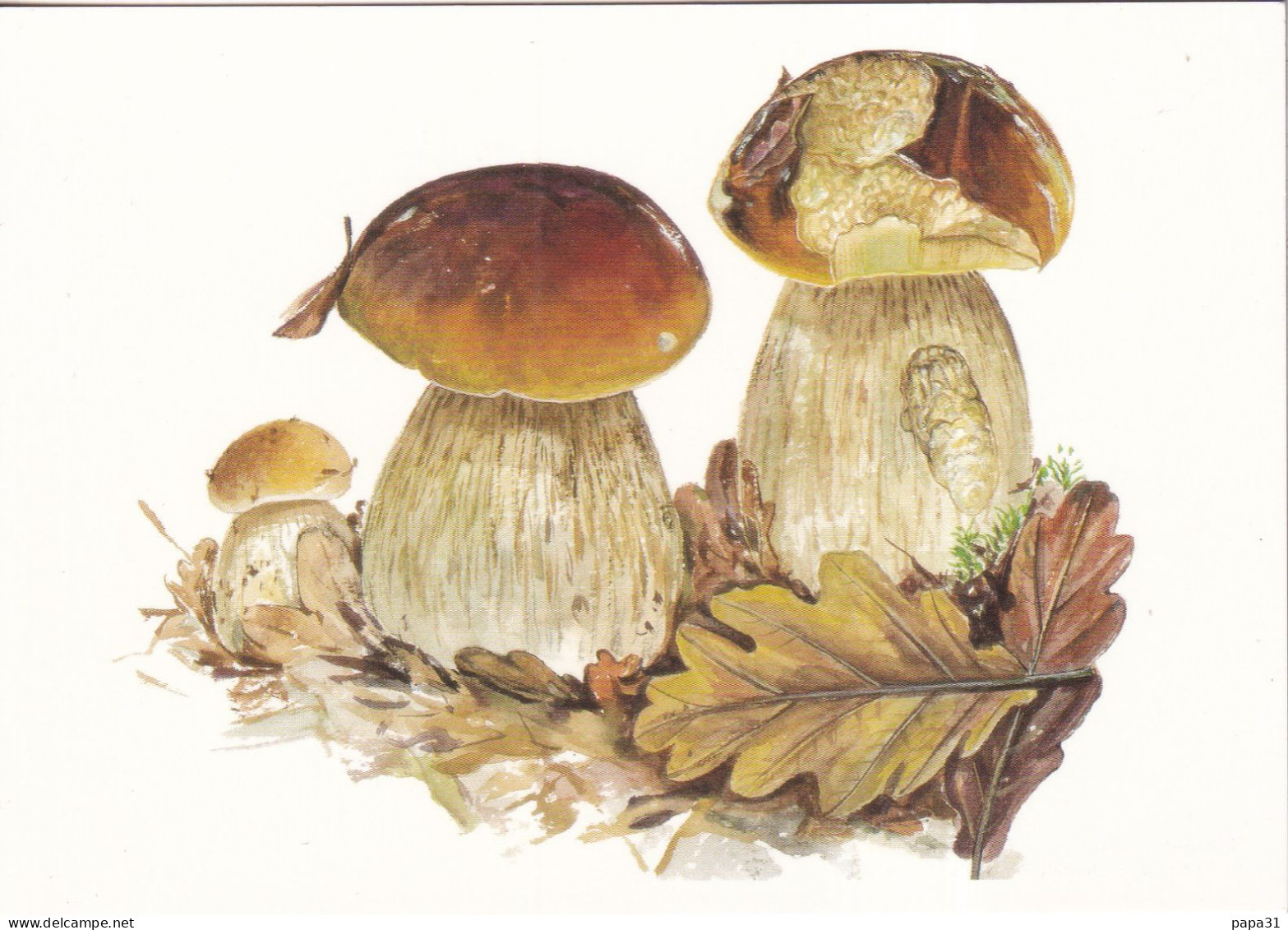 Cèpes De Bordeaux  - Aquarelle : Dominique MANSION - Funghi