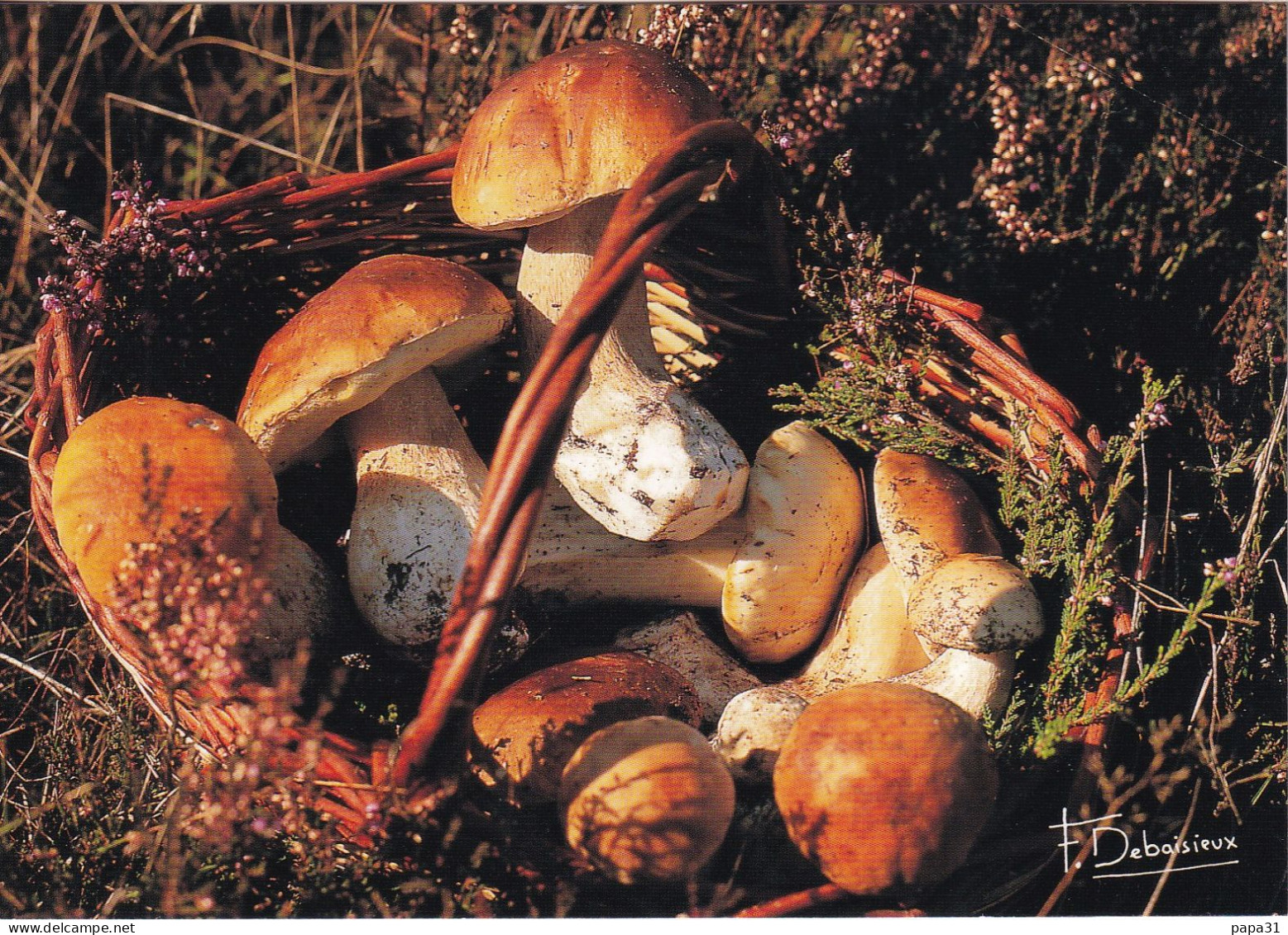 Cèpes De Bordeaux  Photo Francis DEBAISIEUX - Pilze