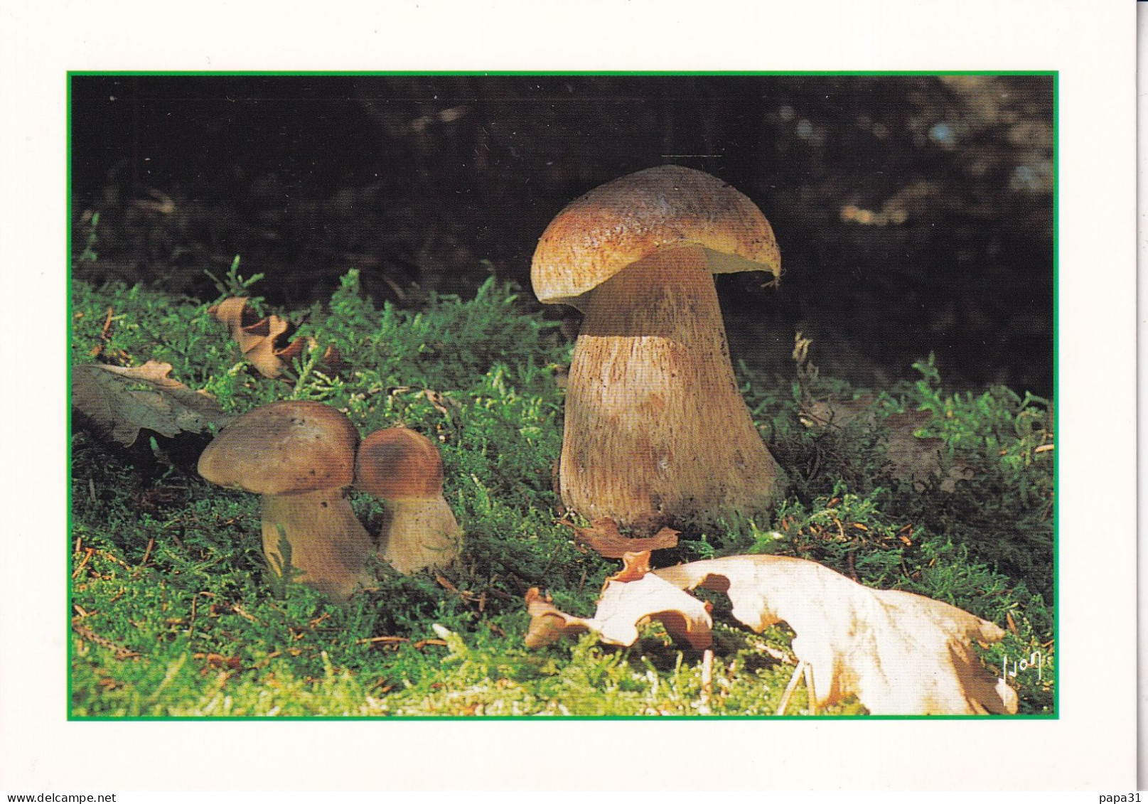 Cèpes - Champignons