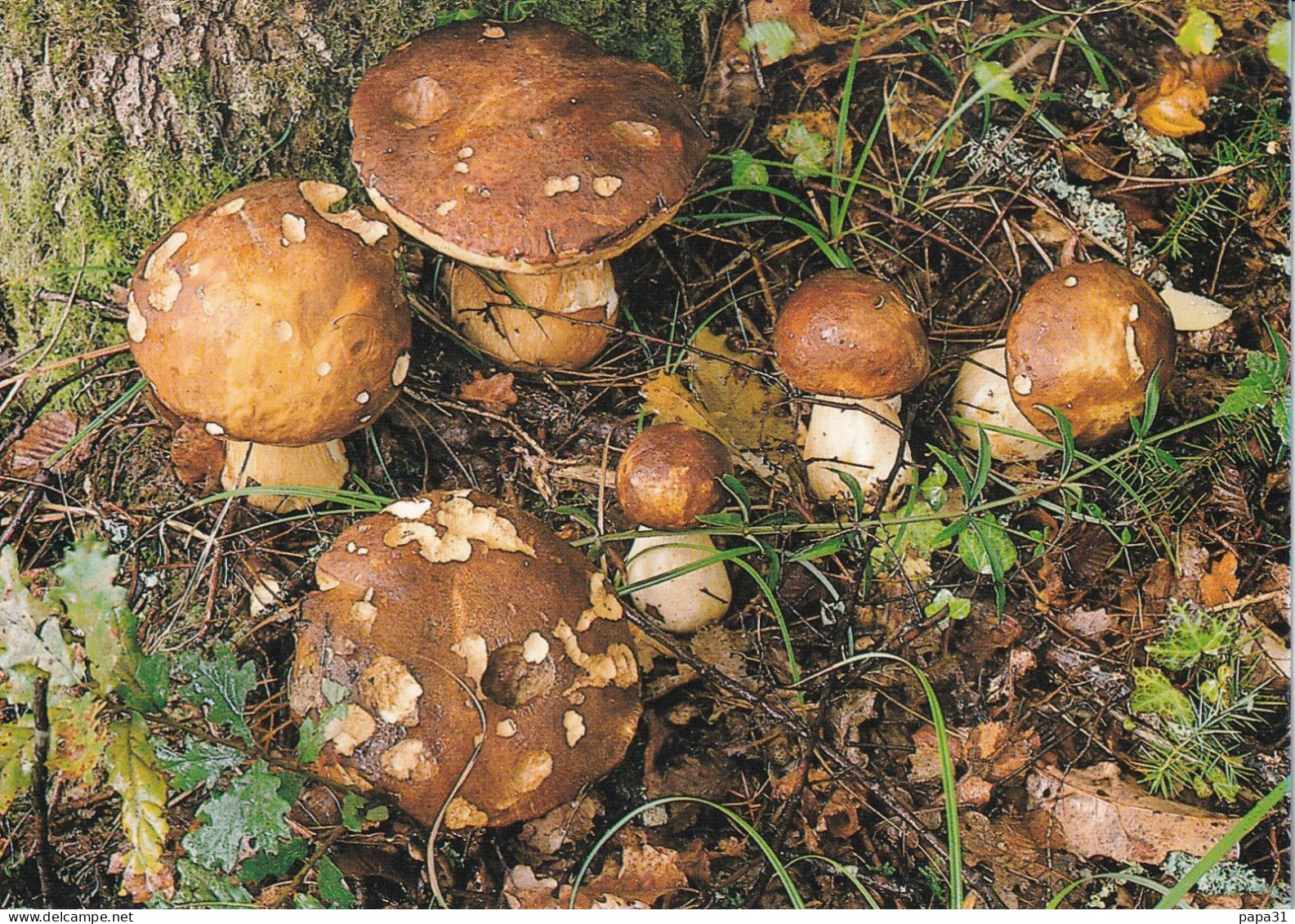 Cèpes - Mushrooms
