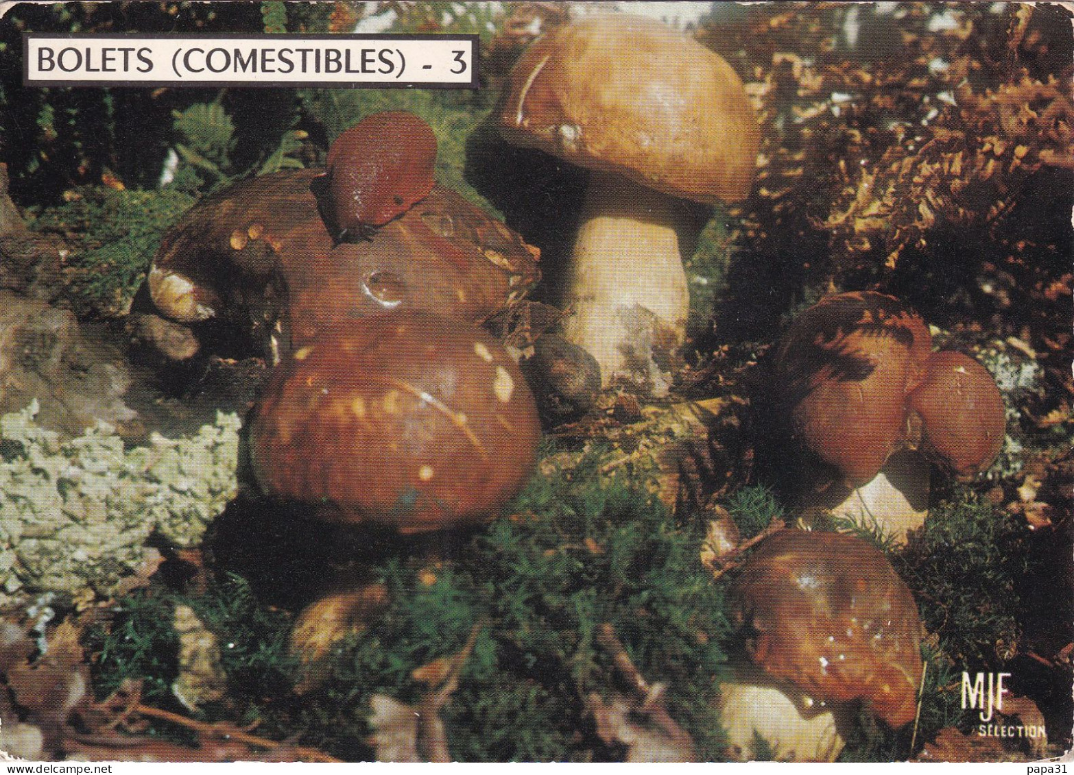 BOLETS (Comestibles) - Mushrooms