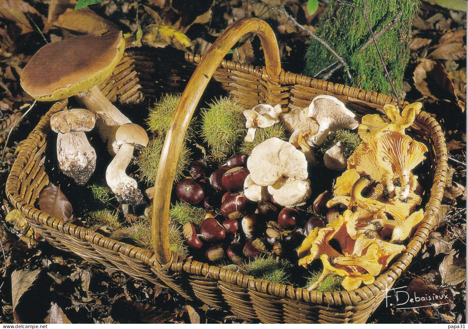 Un Panier D'automne : Cèpes..... Photo Francis DEBAISIEUX - Funghi